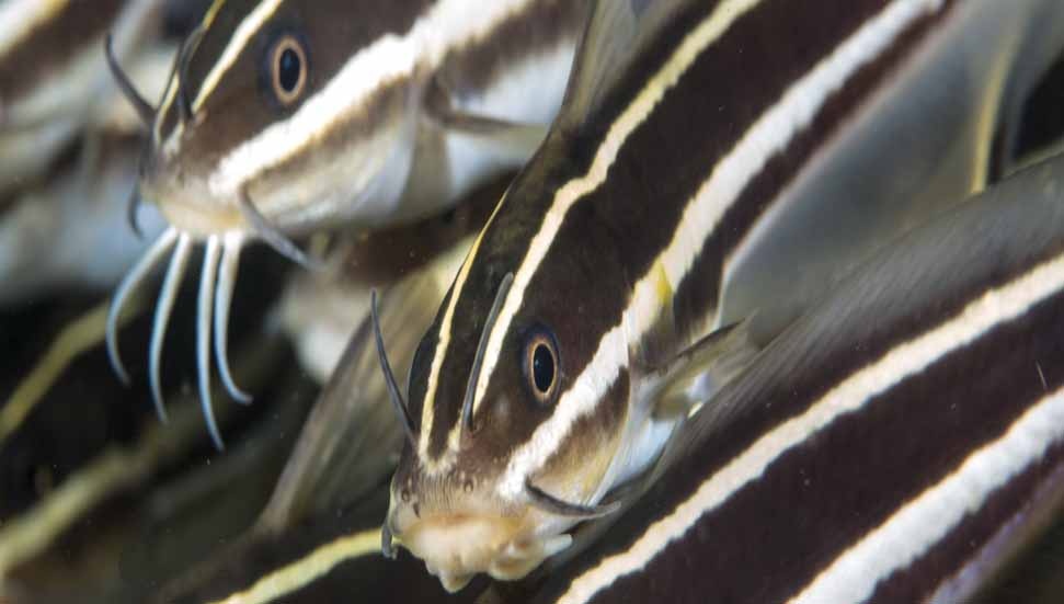 Nasse à Poissons Cylindrique Catfish